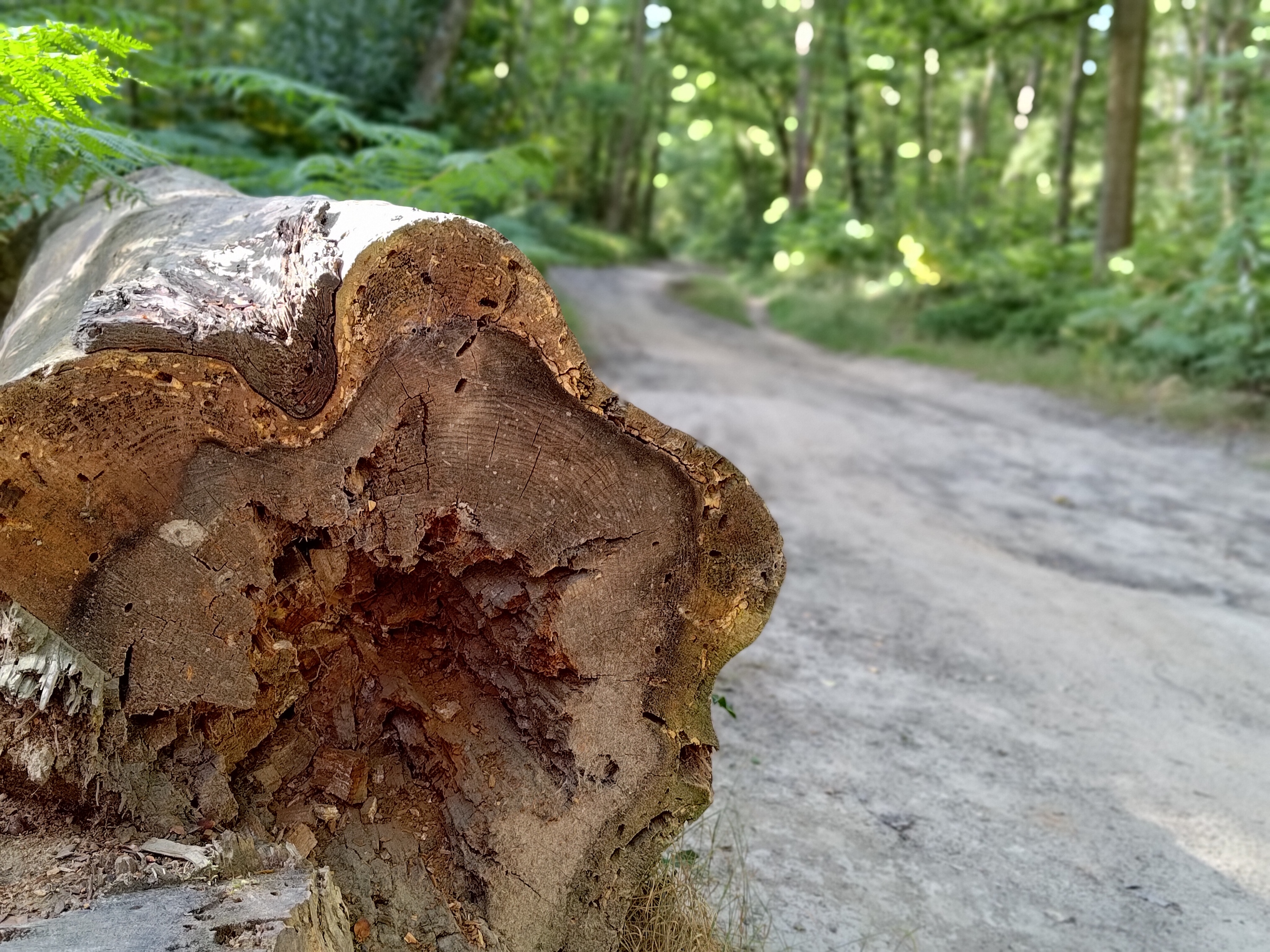 Portrait photo of a log taken with the Asus Zenfone 9.