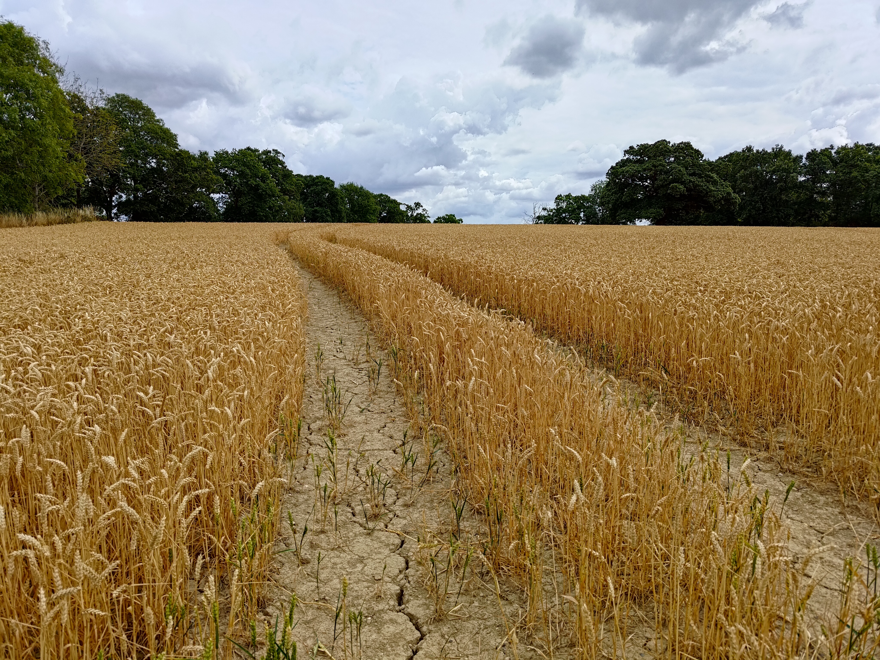 Photo of a field taken with the Asus Zenfone 9.