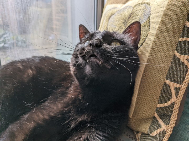 A black cat laying against an elephant pillow. Your an see her fangs sticking out of her mouth.