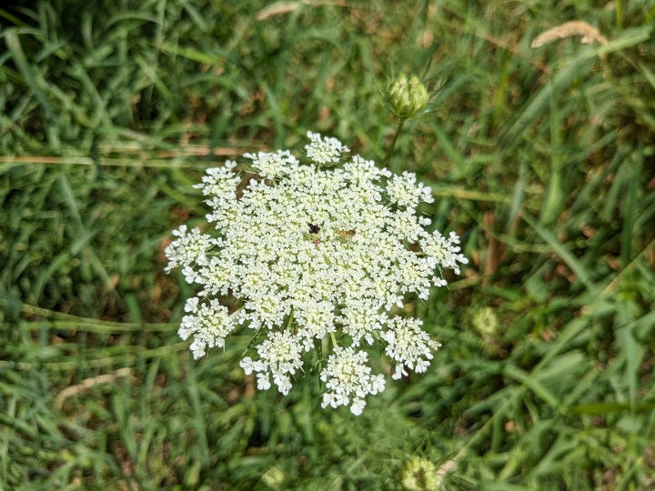 Un grande fiore bianco con sopra una piccola ape.