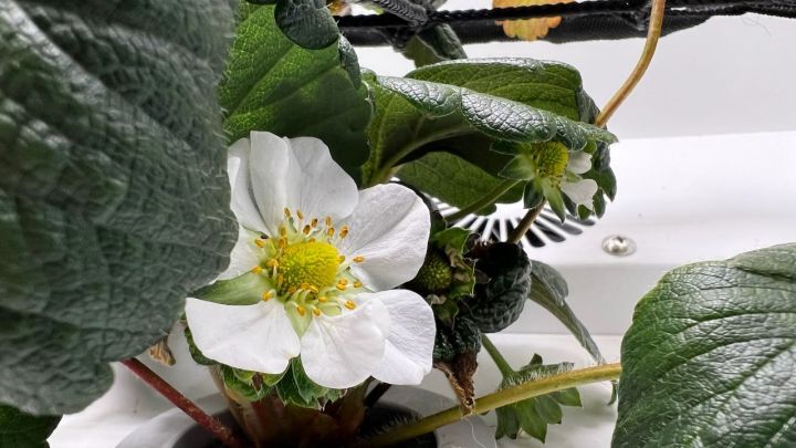 A strawberry flower in the Abby Grow Box.