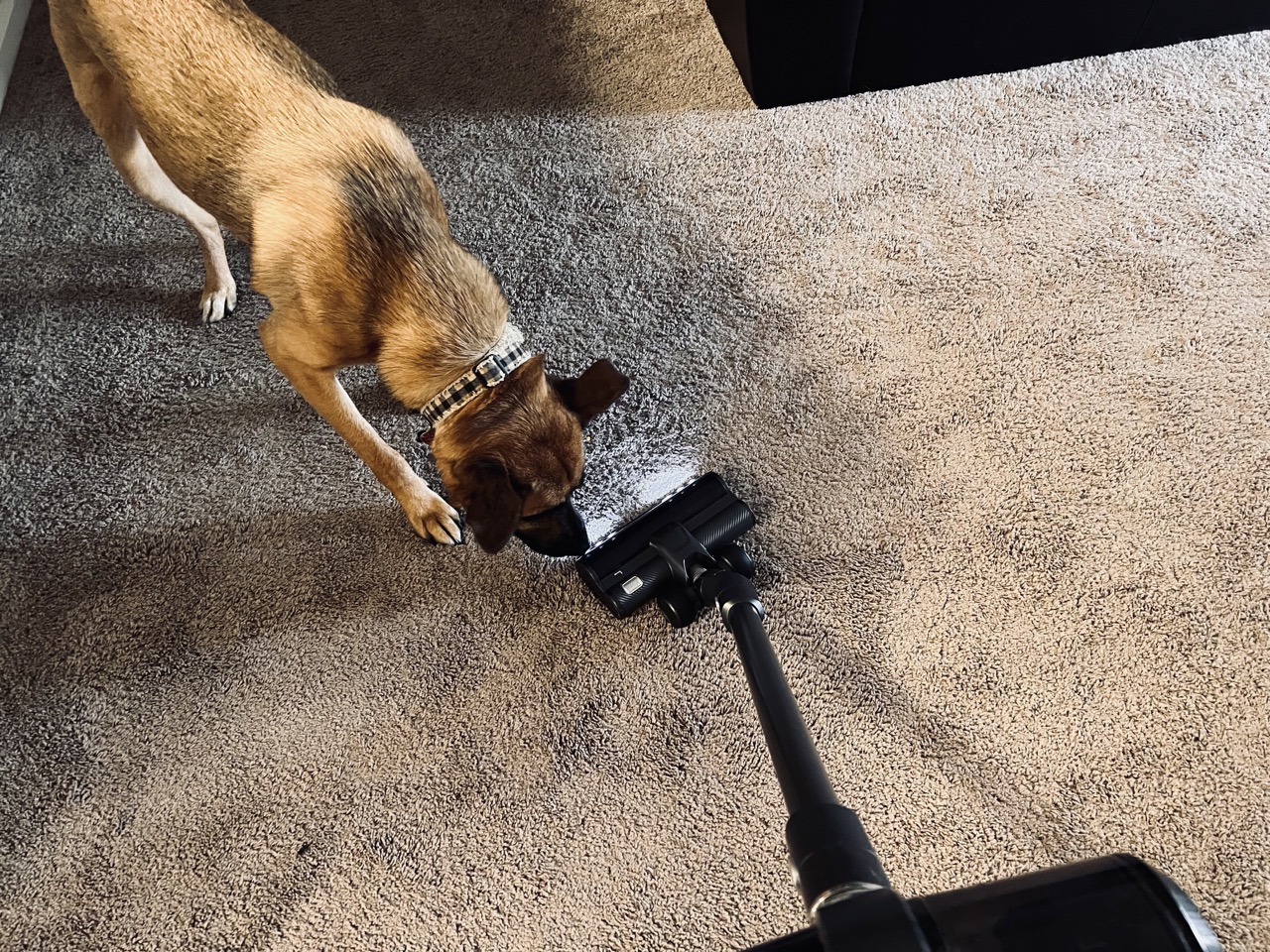 Levoit VortexIQ 40 being use to clean with a dog smelling it.
