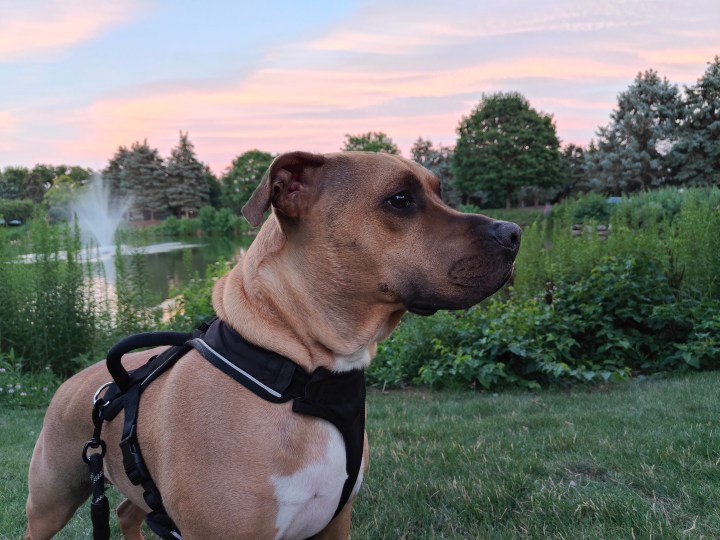 Foto di un cane scattata con OnePlus 10T.