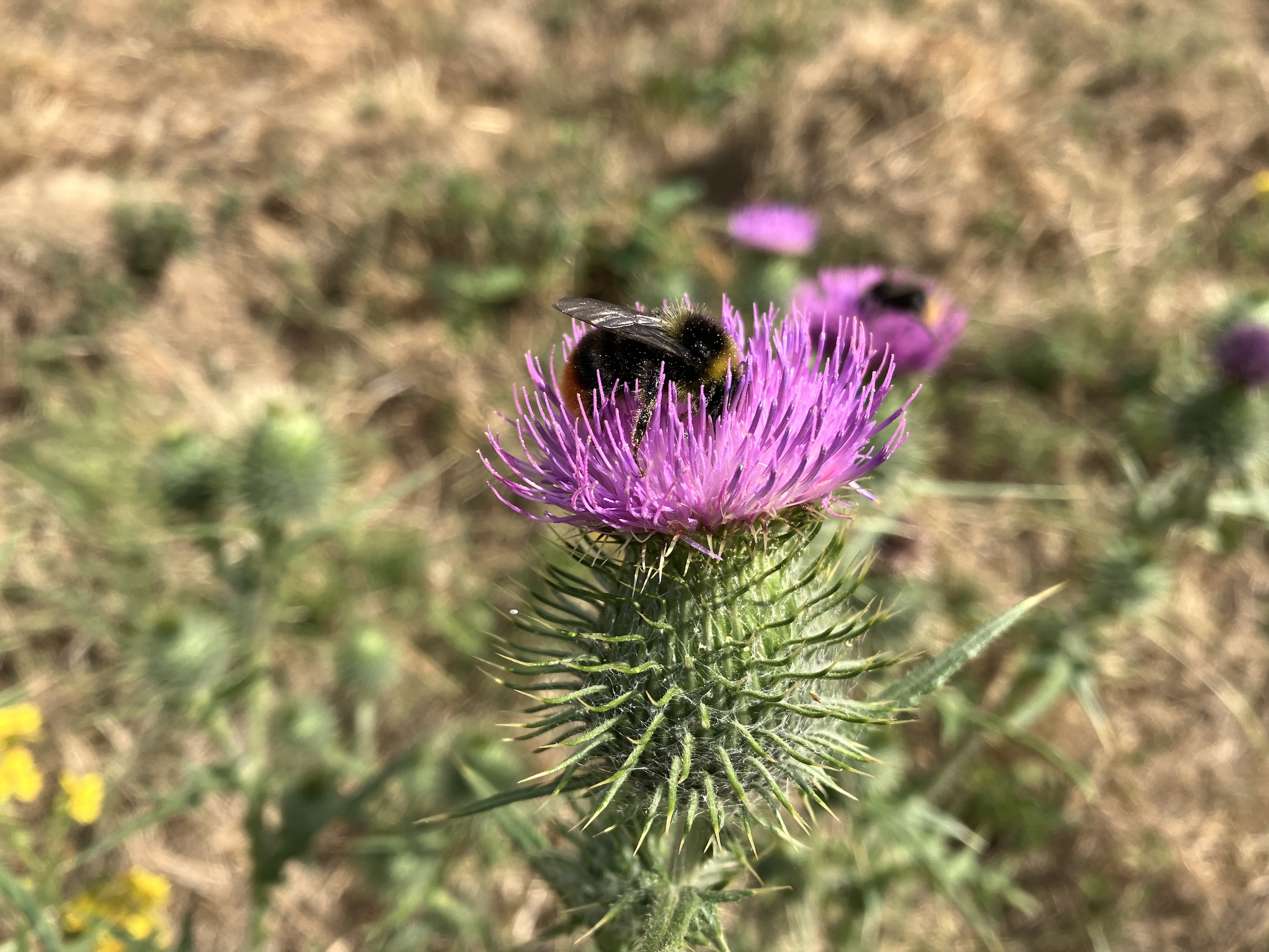Photo of a bee taken with the iPhone SE (2022).