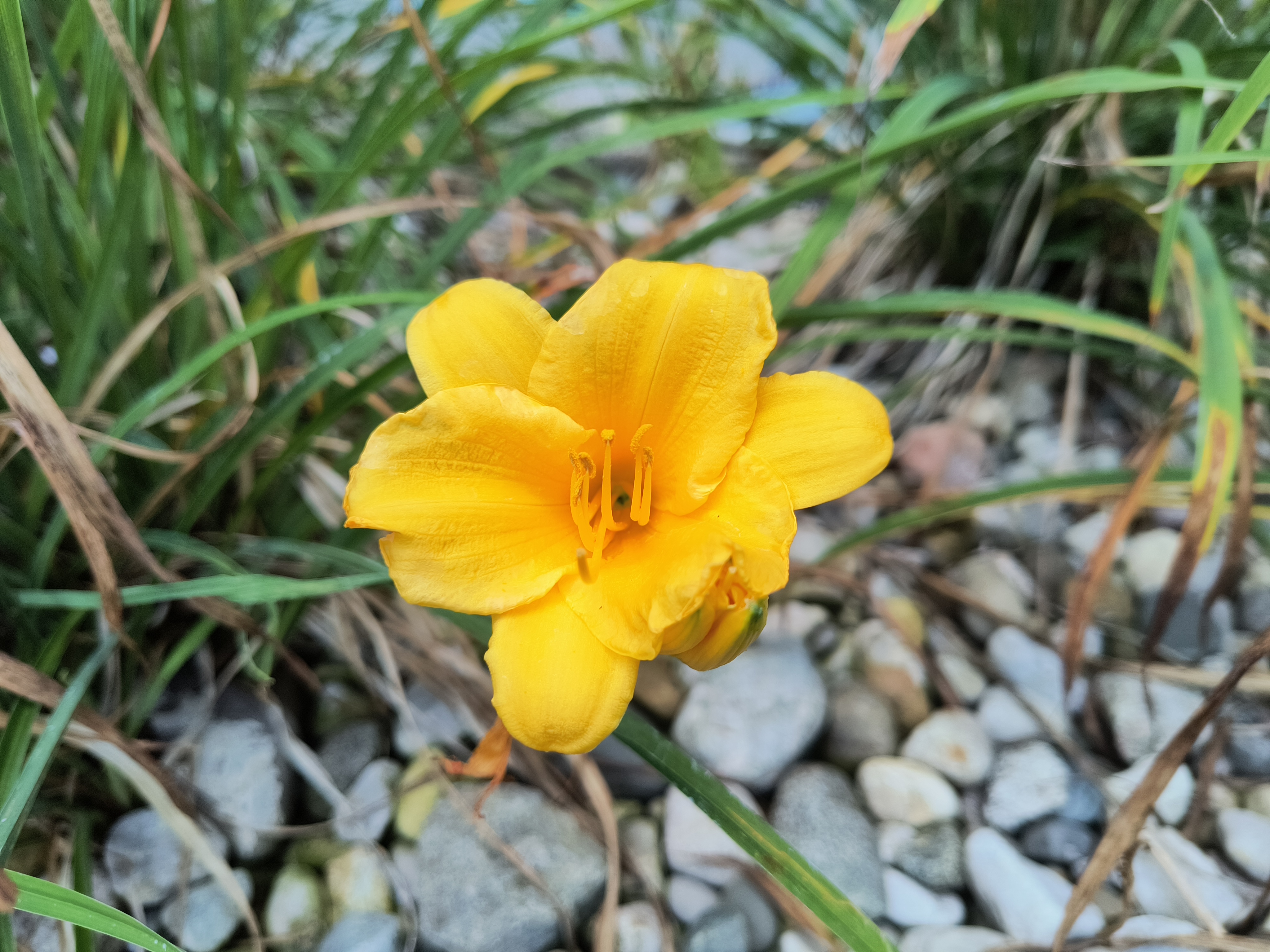 Camera sample of a yellow flower from the Motorola Edge (2022).