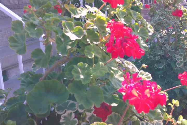 Photo of flowers taken with Wristcam.