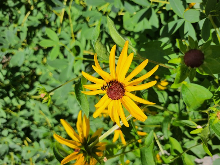 Foto di un fiore giallo con sopra un'ape.