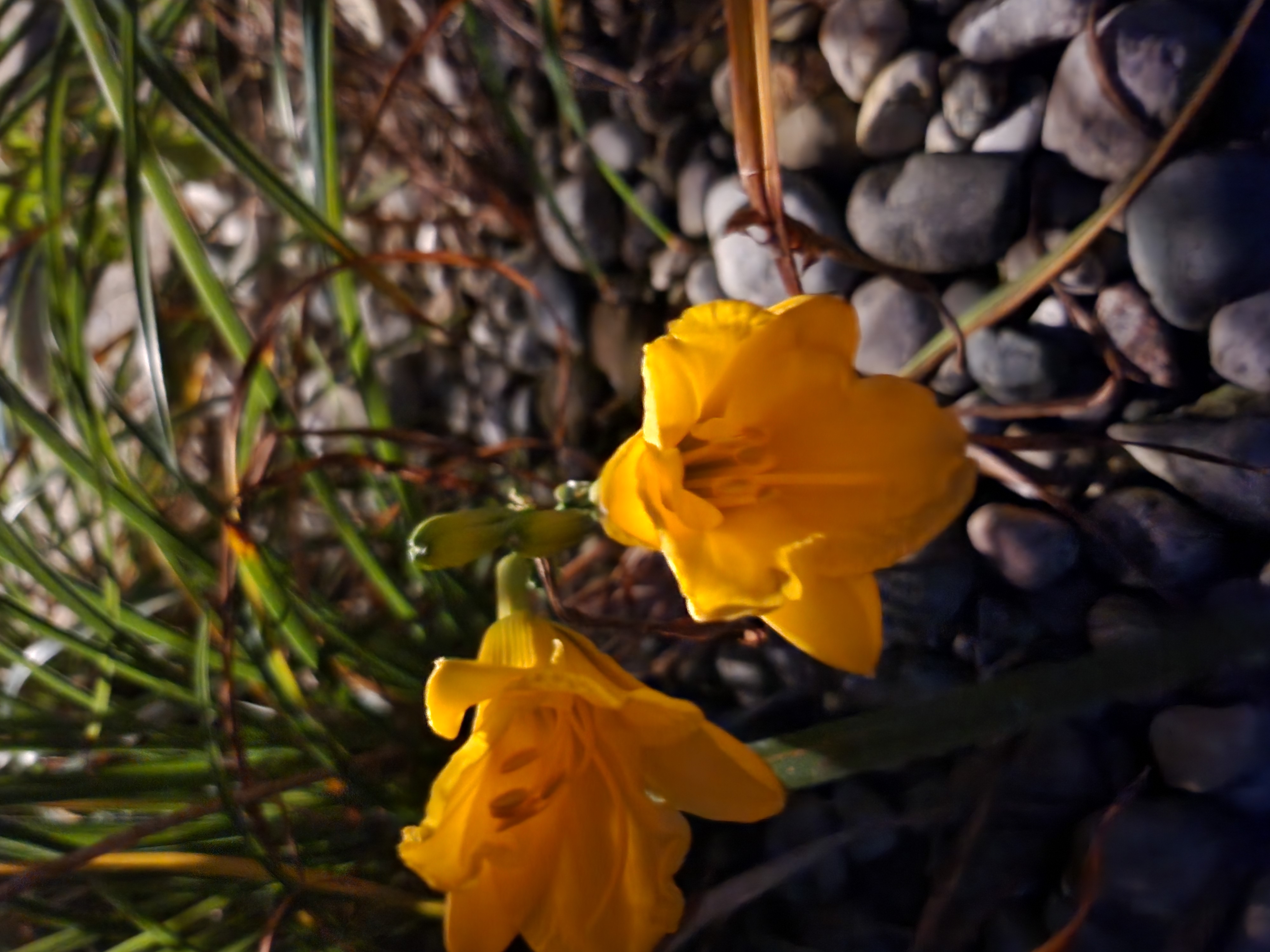 Photo of yellow flowers, taken late at night.