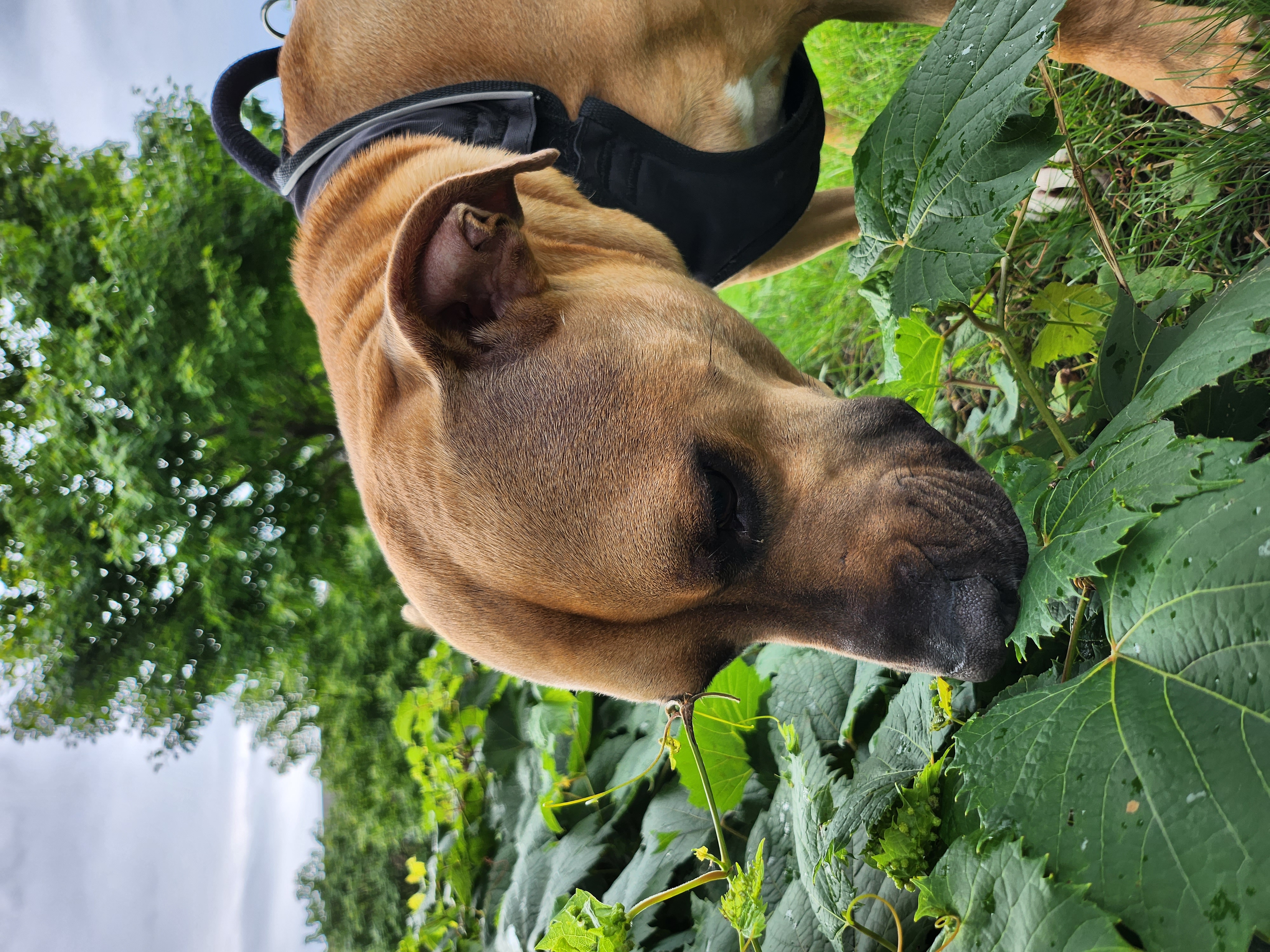 Photo of a dog sniffing grass, taken with the Galaxy Z Flip 4.