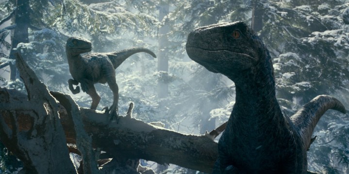 Um par de velociraptors caça na floresta em uma cena de Jurassic World Dominion.