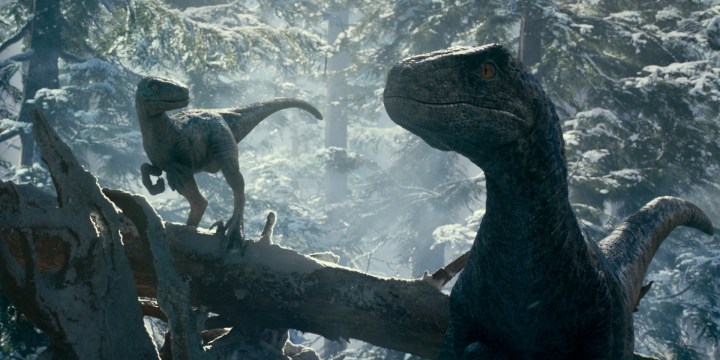 A pair of velociraptors hunt in the forest in a scene from Jurassic World Dominion.