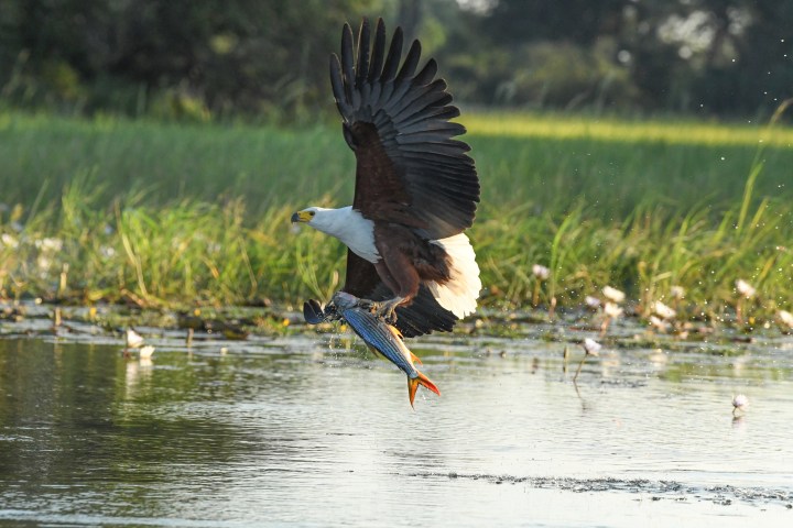 Uma águia pega um peixe em uma cena de Super/Natural.