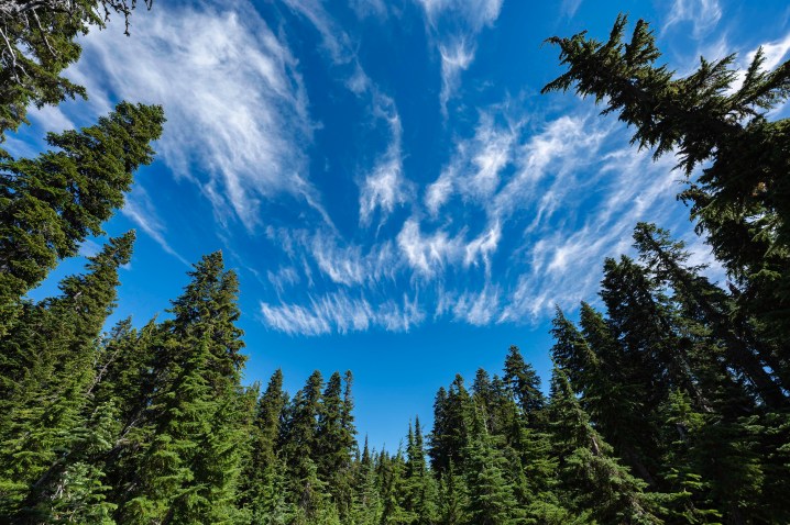 Cloud patterns in the sky over an alpine forest.
