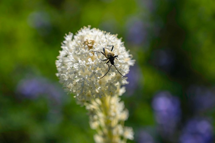 Flower Longhorn Beetle on a Beargrass blossom.