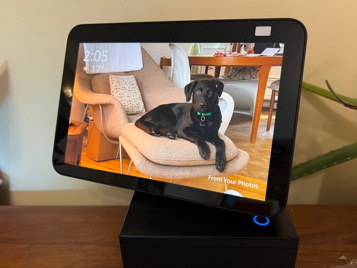 Photo of a puppy on Echo Show 8.