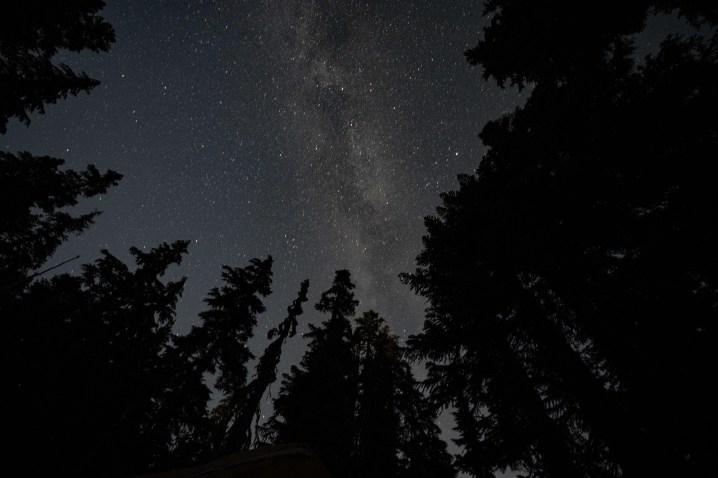 Dark trees and the night sky with stars and the milky way.
