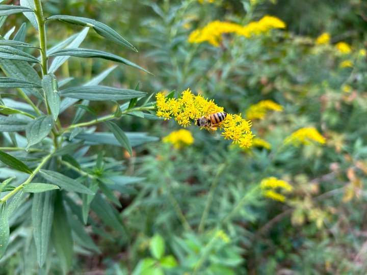 Una foto di un fiore giallo con sopra un'ape, scattata con l'iPhone 14.