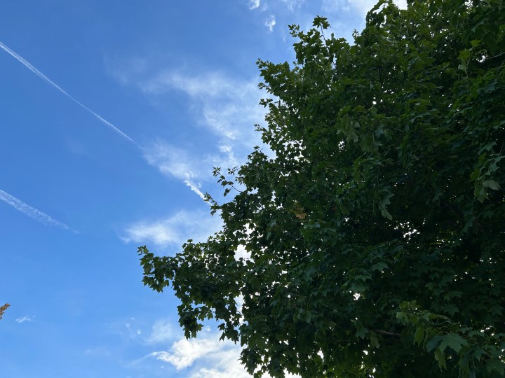 Una foto di un albero contro un cielo blu, scattata con l'iPhone 14.