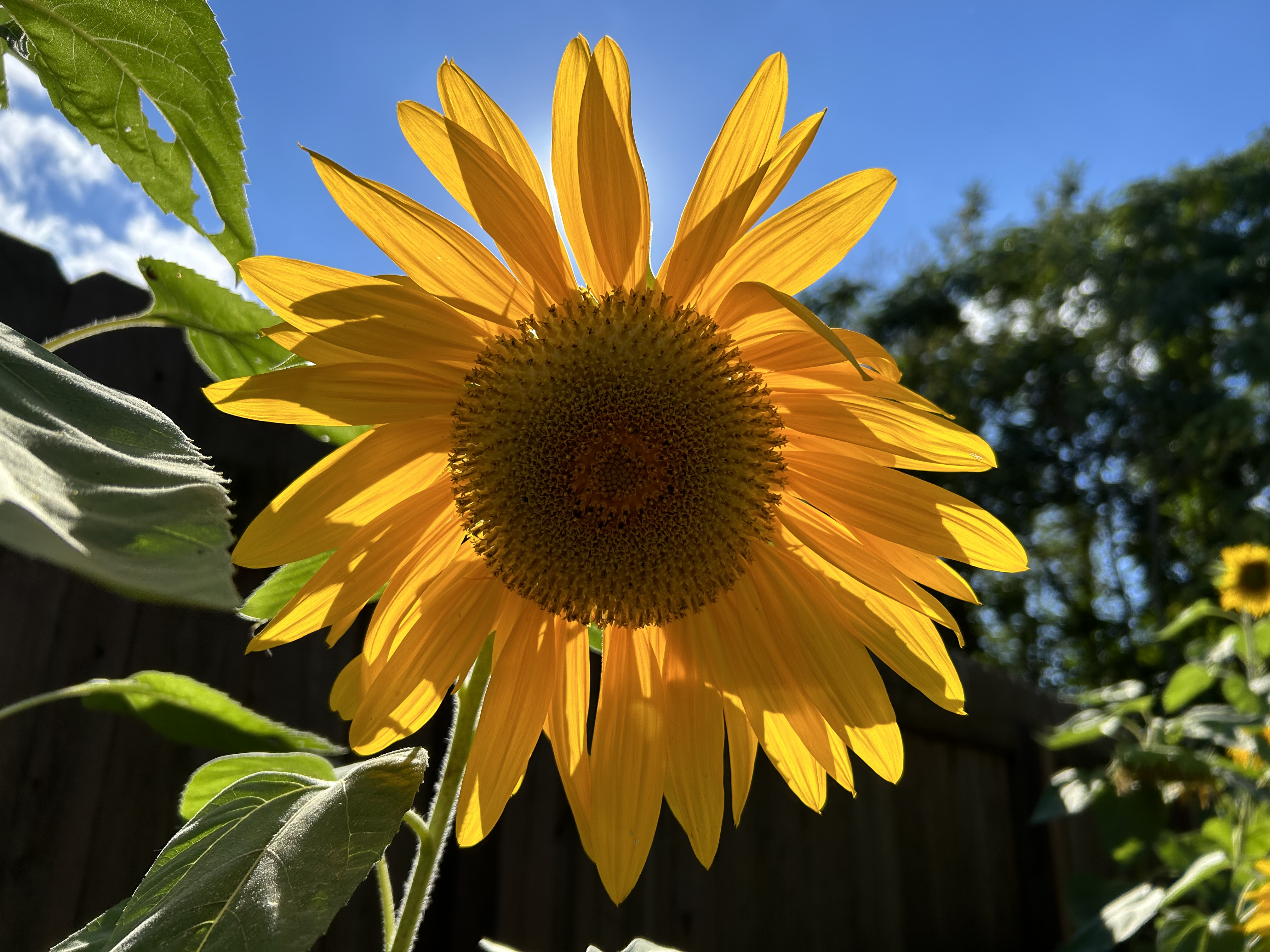 A photo of a sunflower, taken with the iPhone 14.