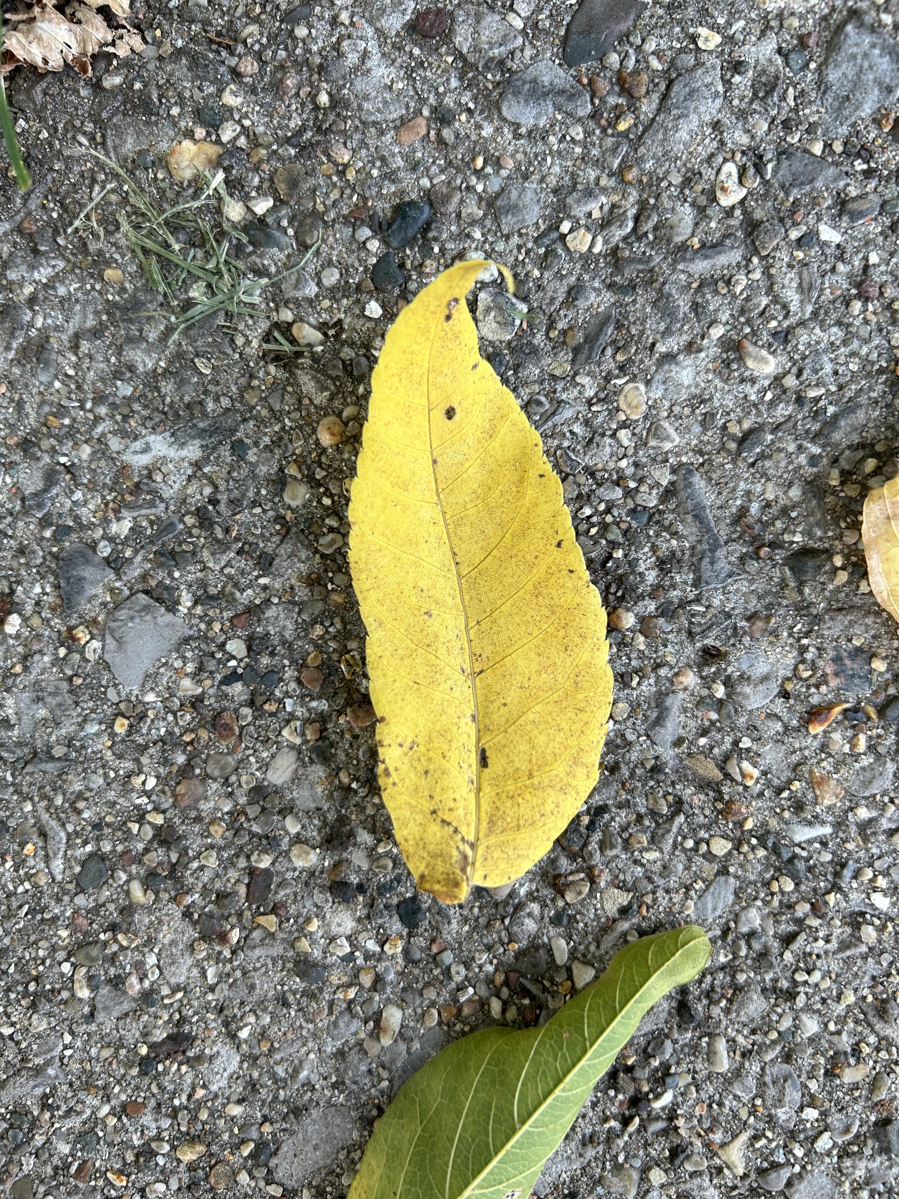 A photo of a yellow leaf, taken with the iPhone 14.