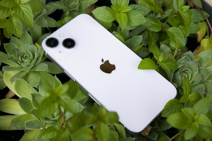 iPhone 14 laying in a succulent.
