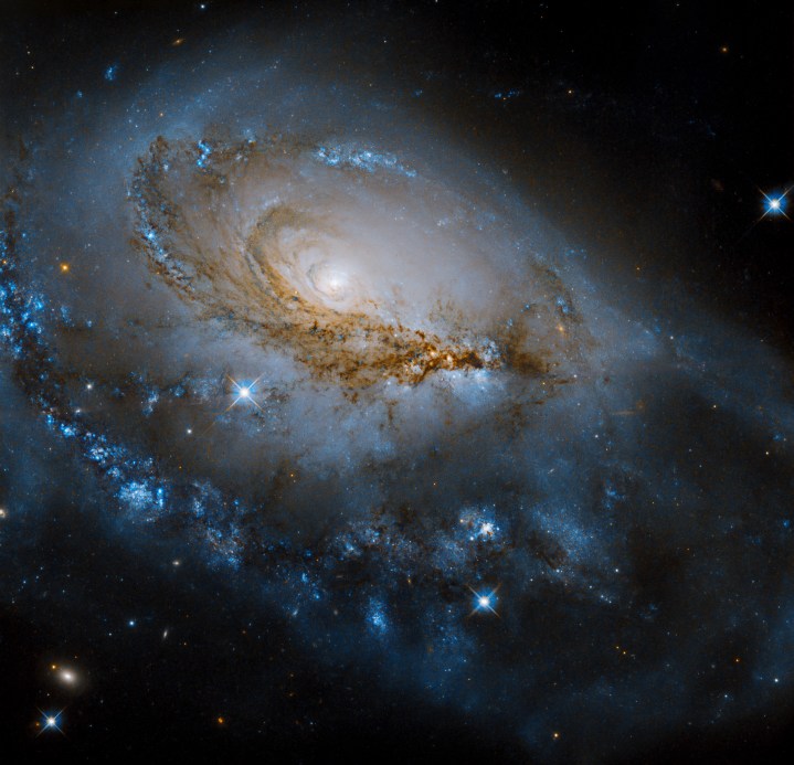 The galaxy NGC 1961 unfurls its gorgeous spiral arms in this newly released image from NASA’s Hubble Space Telescope. Glittering, blue regions of bright young stars dot the dusty spiral arms winding around the galaxy’s glowing center.