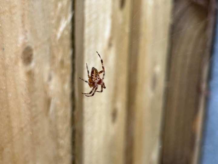 Foto scattata con la modalità macro su iPhone 14 Pro.