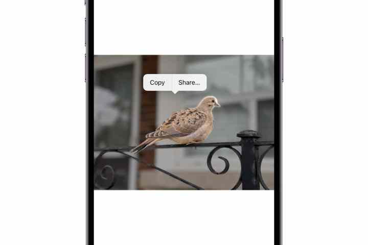 iPhone mostrando uma foto de um pássaro com um menu de contexto para copiar ou compartilhar o assunto.