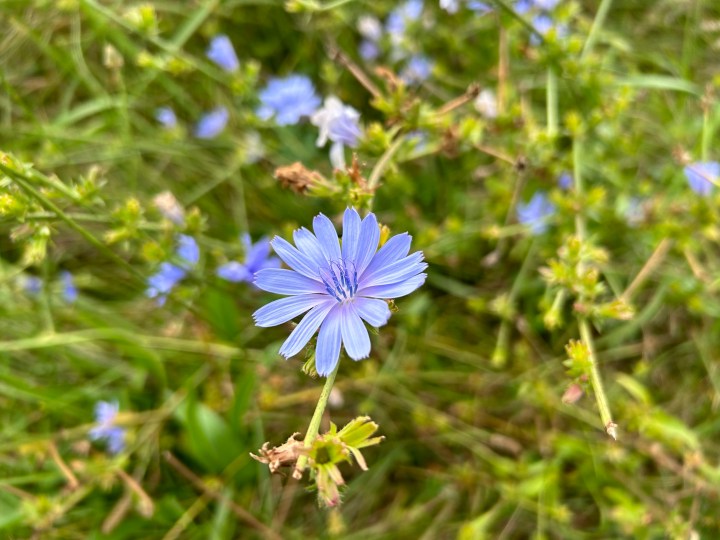 O fotografie cu o floare, făcută de iPhone 14