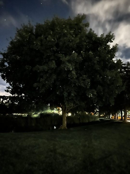 صورة لشجرة في الليل ، تم التقاطها مع iPhone 14