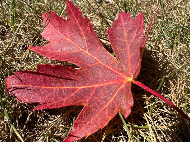 Fotografie macro a unei frunze, realizată cu iPhone 14 Pro