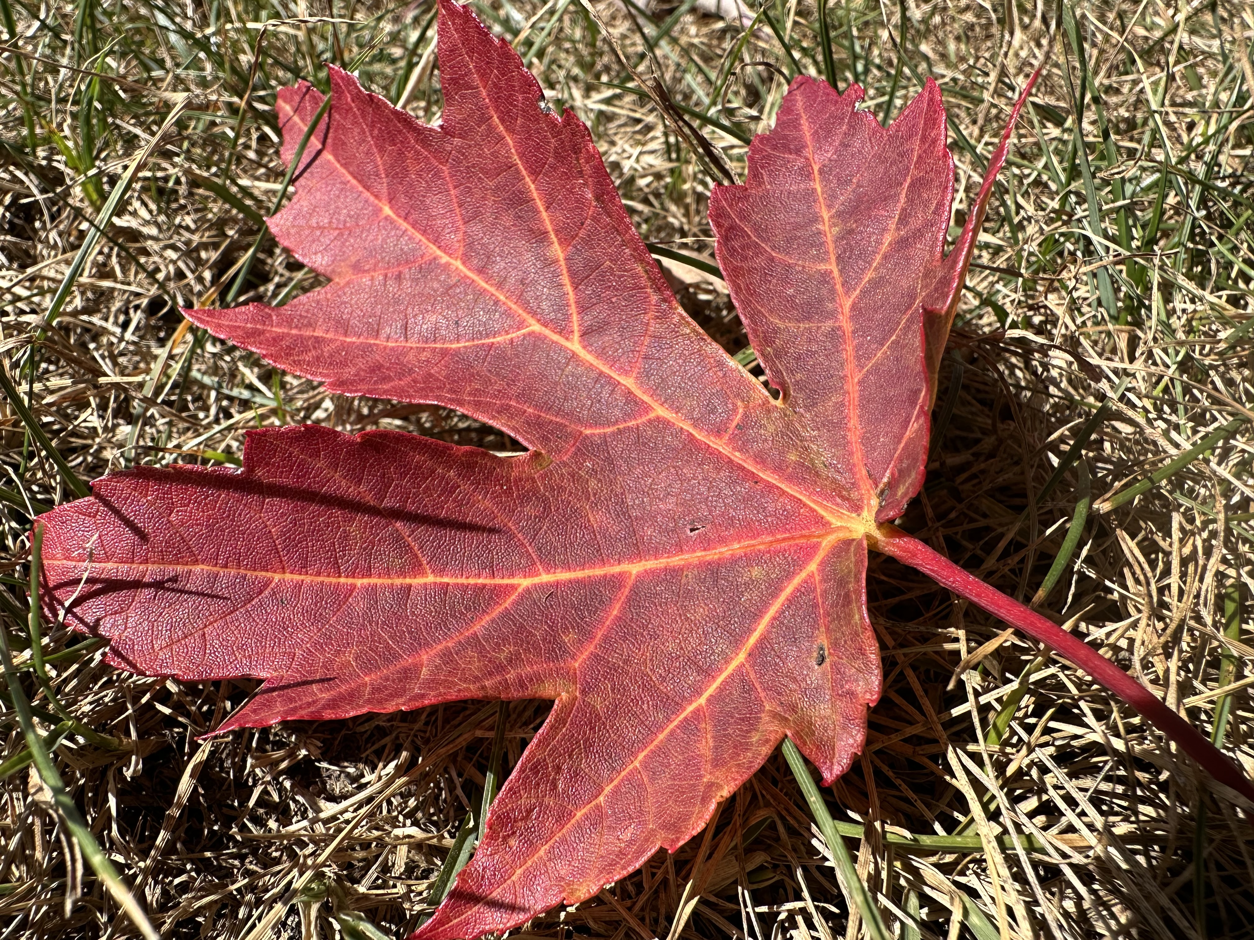 Macro photo of a leaf, taken with the iPhone 14 Pro.