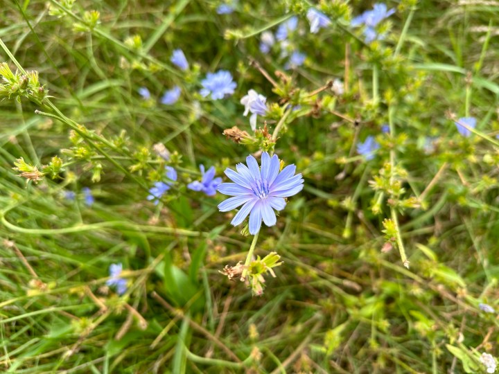 Et foto af en blomst, taget af iPhone 14 Pro