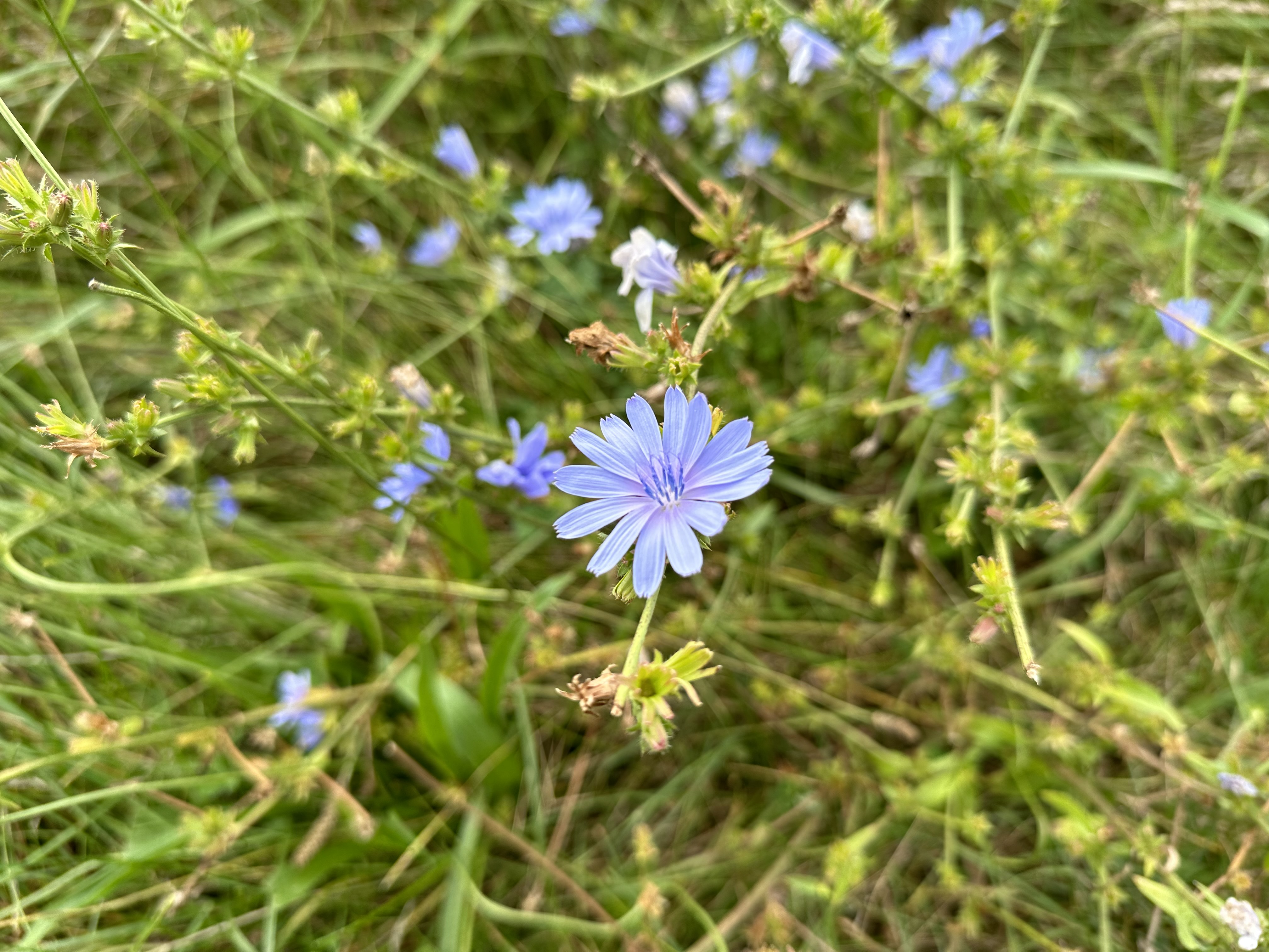 A photo of a flower, taken by the iPhone 14 Pro.
