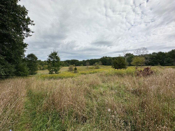 Une photo d'un champ ouvert, prise avec l'iPhone 14 Pro.
