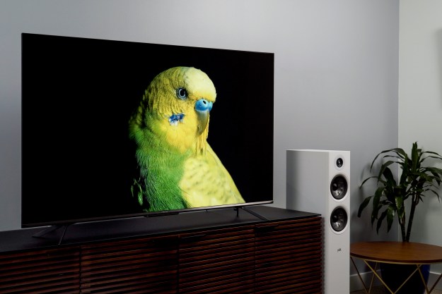Hisense U7H with bright green and yellow parakeet on black backfround, showing color and contrast performance.