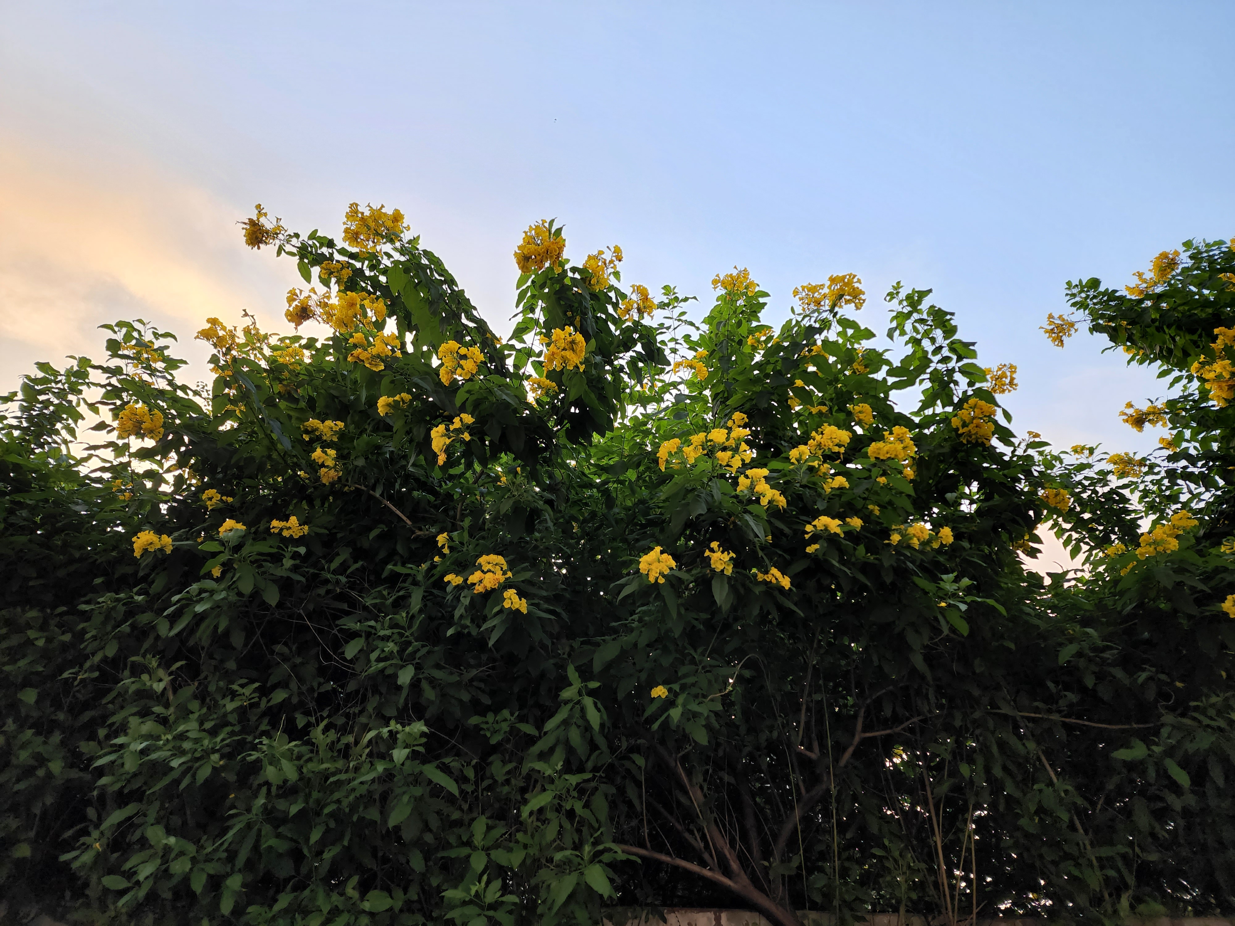 Flores amarelas no pôr do sol.