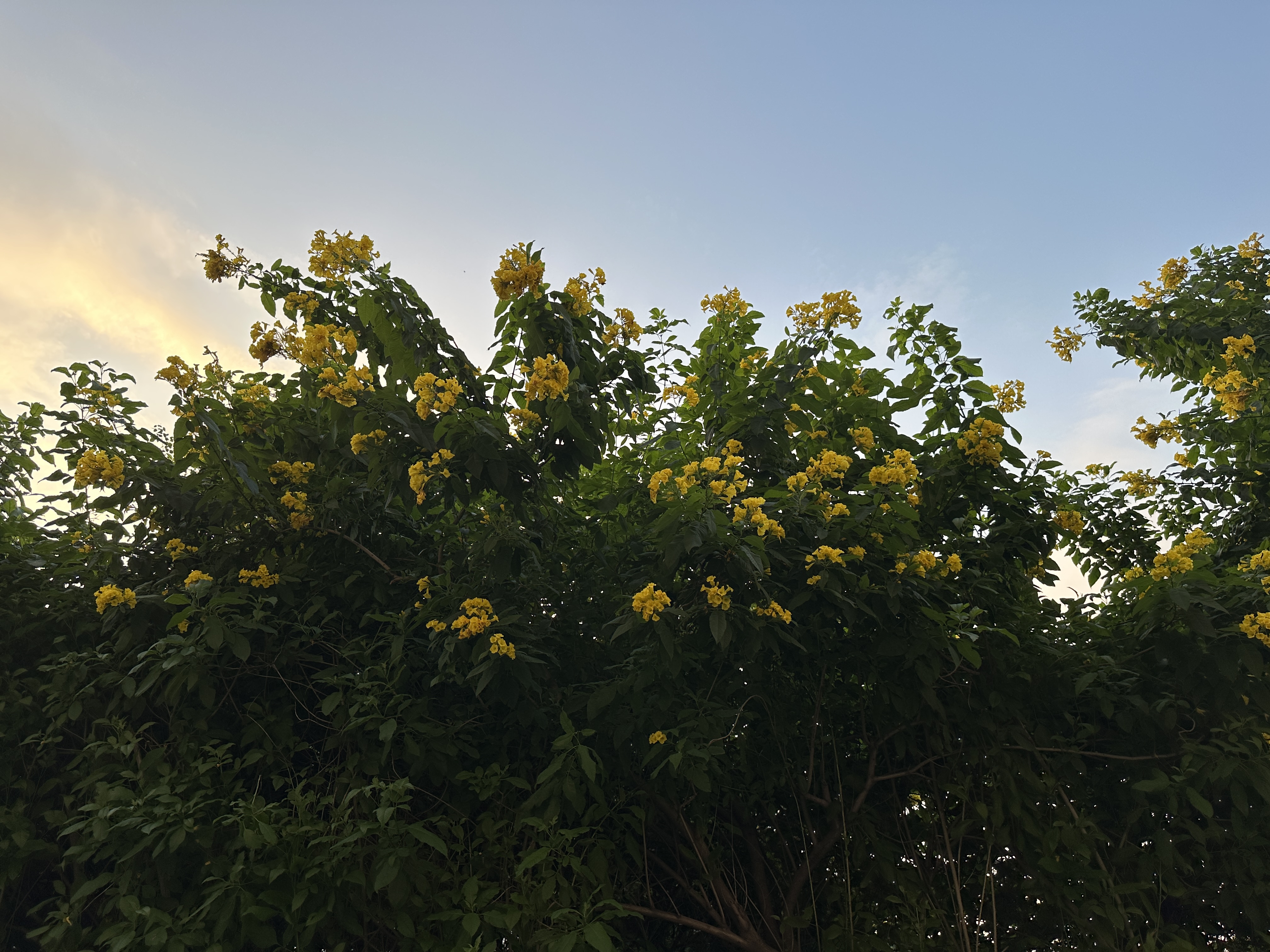 Yellow flowers in sunset.