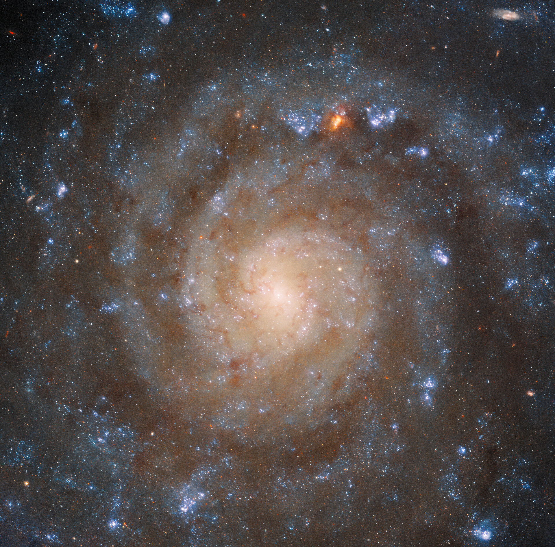 A estrutura espiral sinuosa da galáxia IC 5332 é retratada em detalhes surpreendentes por esta imagem do Telescópio Espacial Hubble da NASA/ESA.  A clareza da Wide Field Camera 3 (WFC3) do Hubble separa os braços da galáxia de manchas escuras de poeira entre eles, que bloqueiam a luz ultravioleta e visível a que o Hubble é sensível.  Estrelas mais jovens e mais velhas podem ser diferenciadas por suas cores, mostrando como elas estão distribuídas por toda a galáxia.  Enquanto isso, a imagem MIRI de Webb fornece uma visão muito diferente, destacando os padrões de gás espalhados por toda a galáxia.
