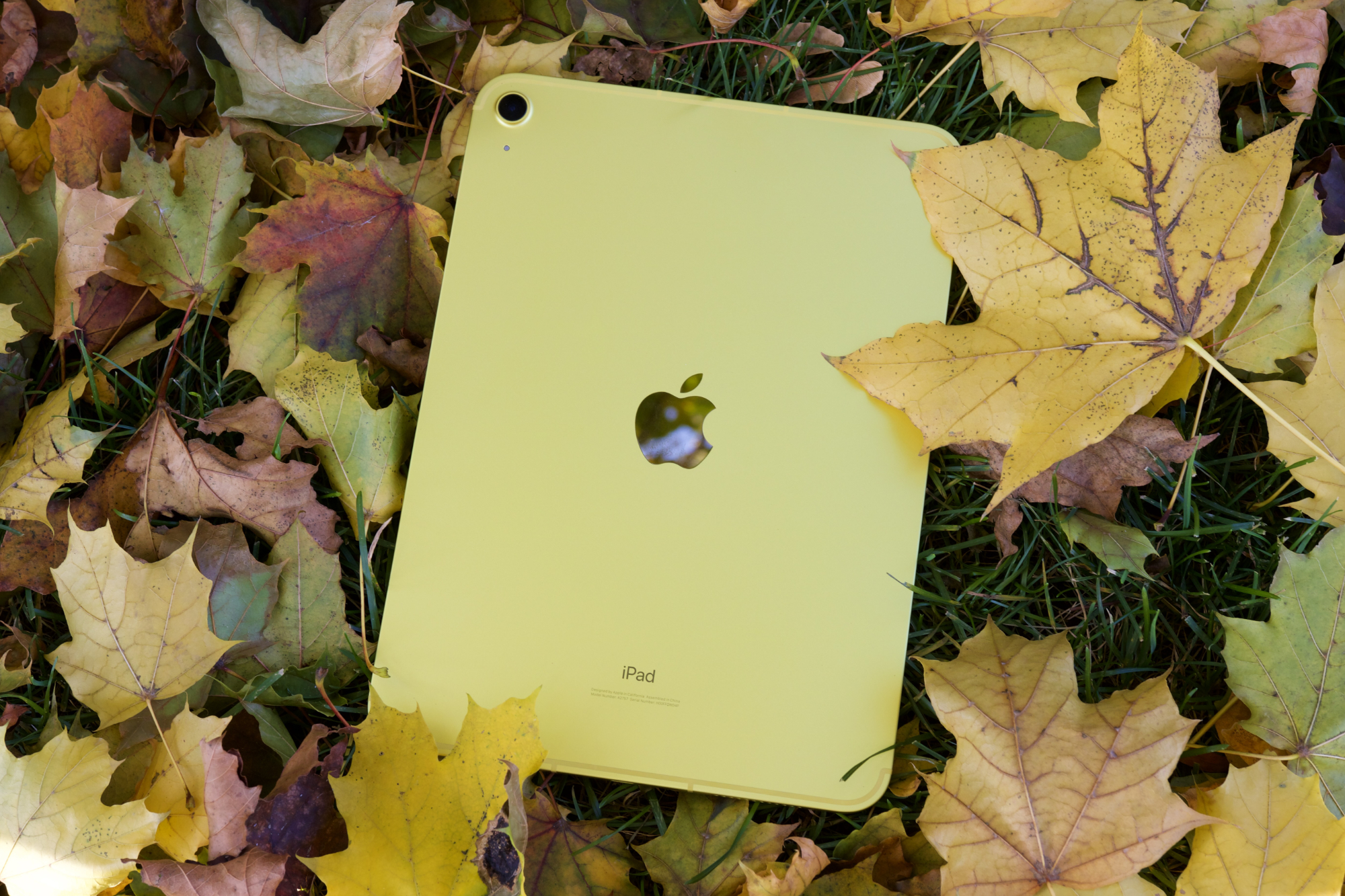 The iPad (2022) lying face-down on a pile of leaves.