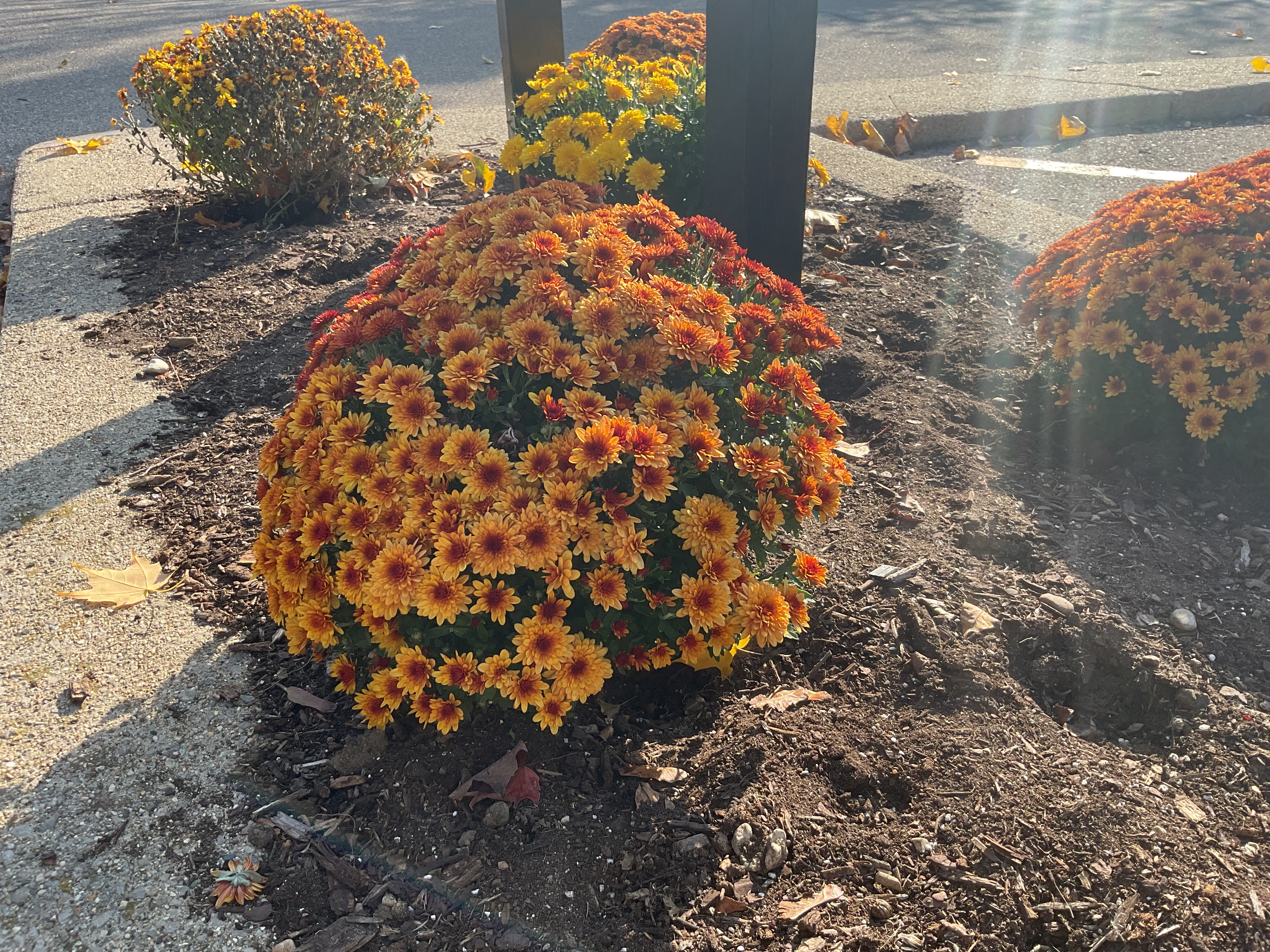 A photo of orange and yellow flowers, taken with the iPad (2022).