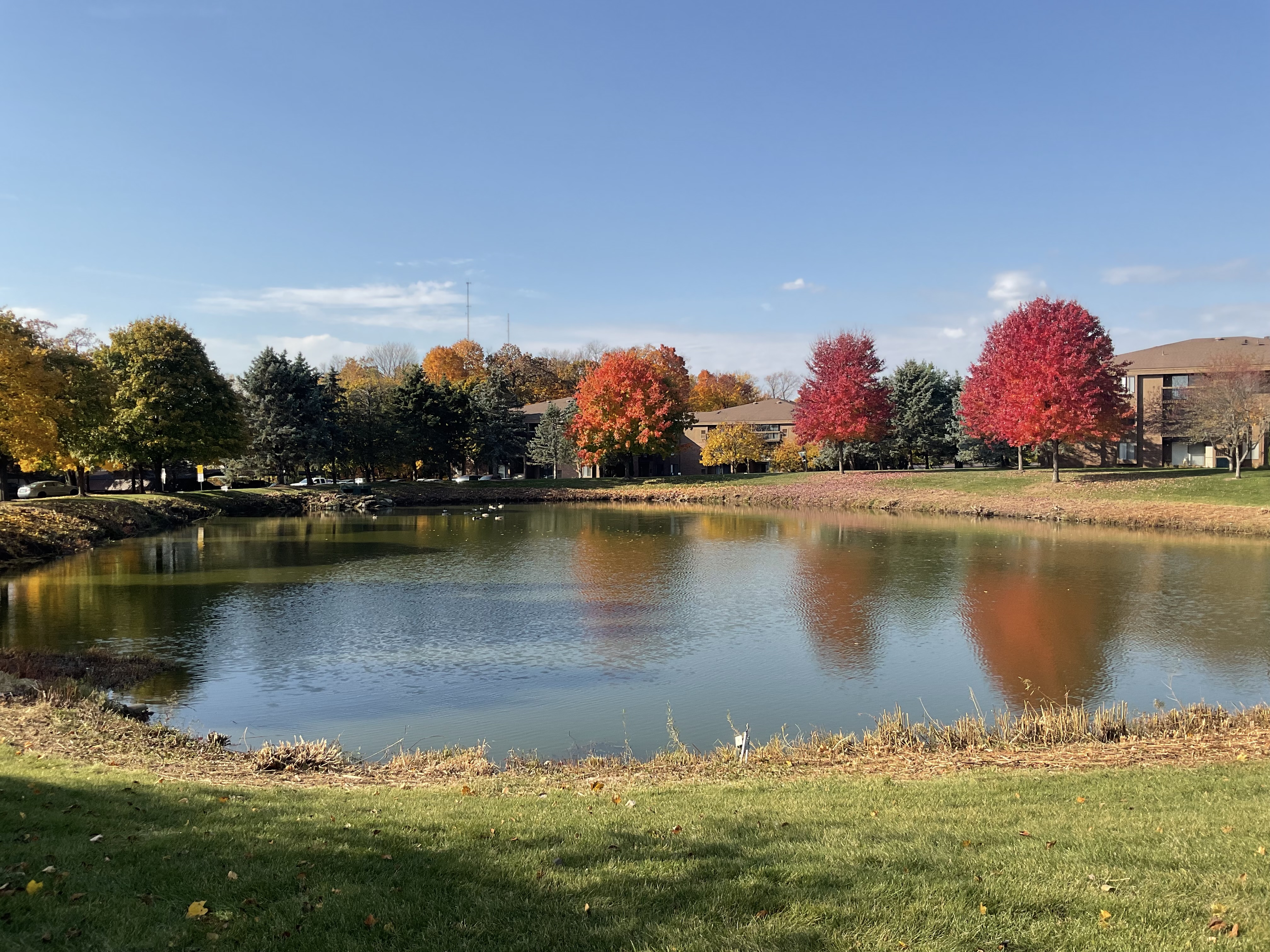 A photo of a small pond and trees with fall-colored leaves, taken with the iPad (2022).