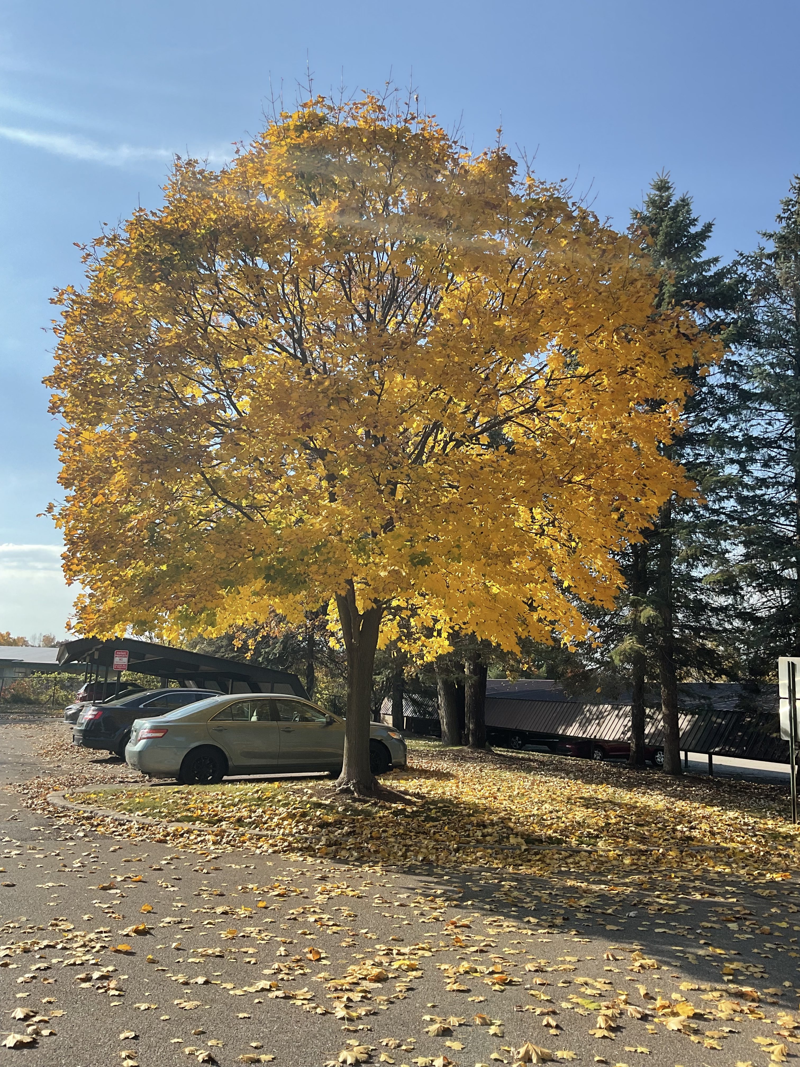 A photo of a tree with yellow leaves, taken with the iPad (2022).