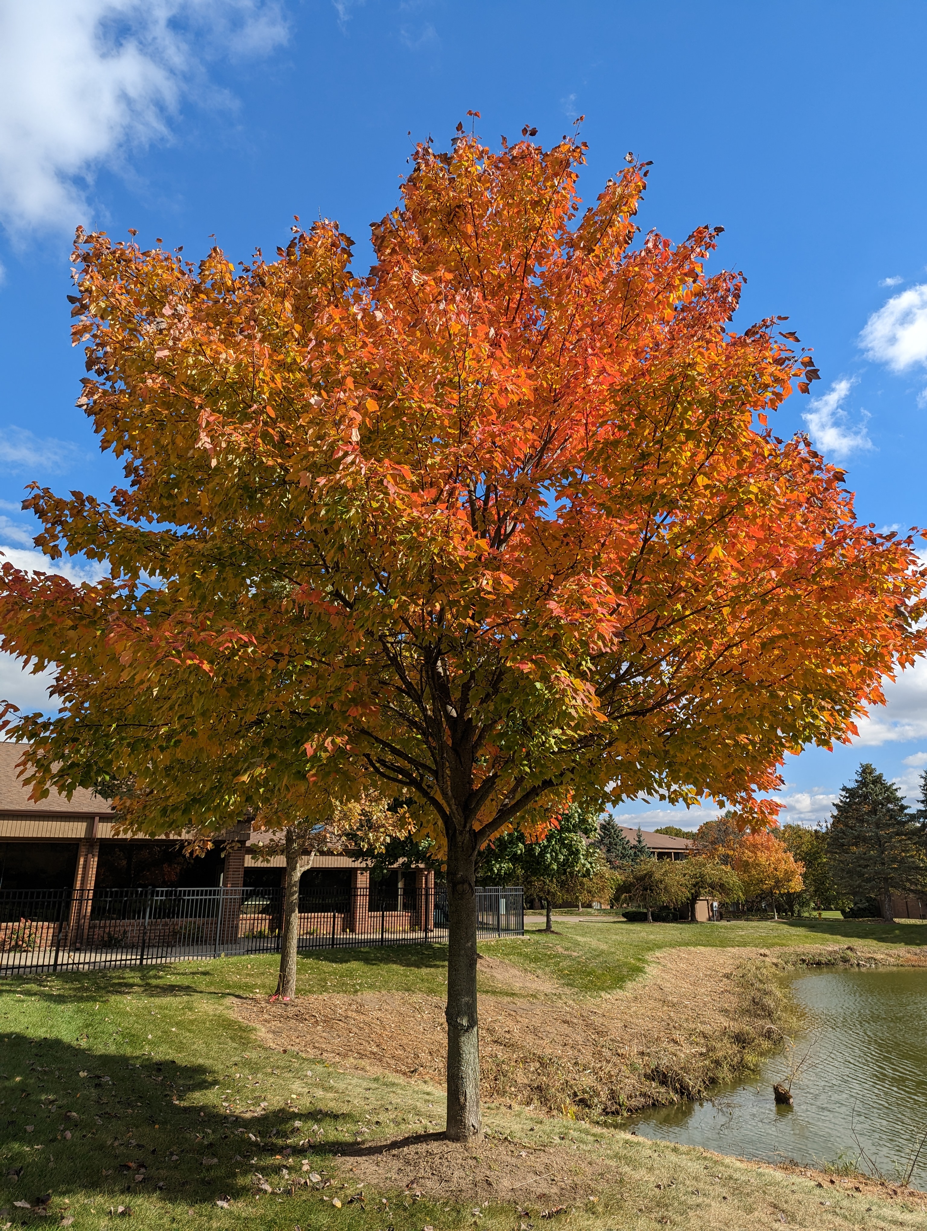 Foto di un albero con foglie di un arancione brillante, scattata con Pixel 7 Pro.