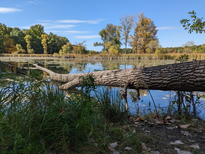 Foto di un albero abbattuto vicino a un lago, scattata con Pixel 7 Pro.