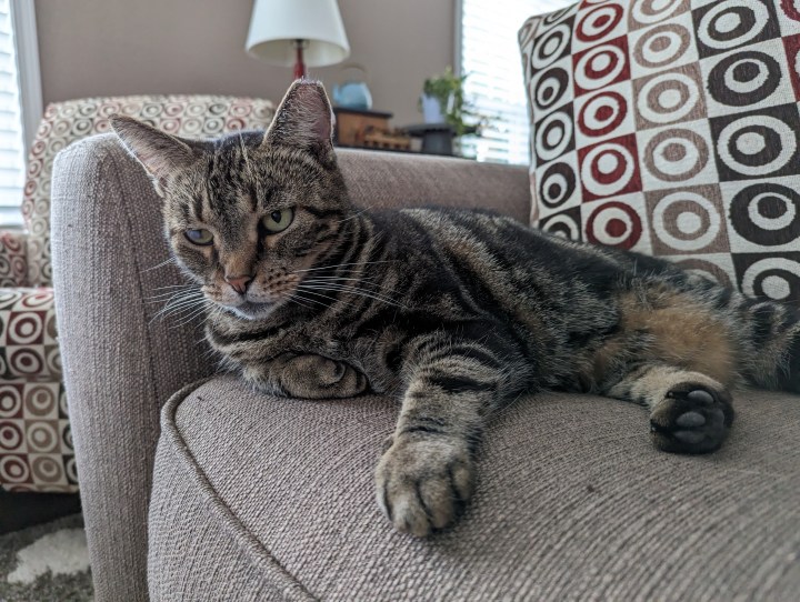 Foto di un gatto su un divano, scattata con Pixel 7 Pro.