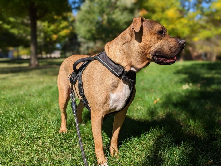 Photo of a dog in portrait mode, taken with the Pixel 7 Pro.