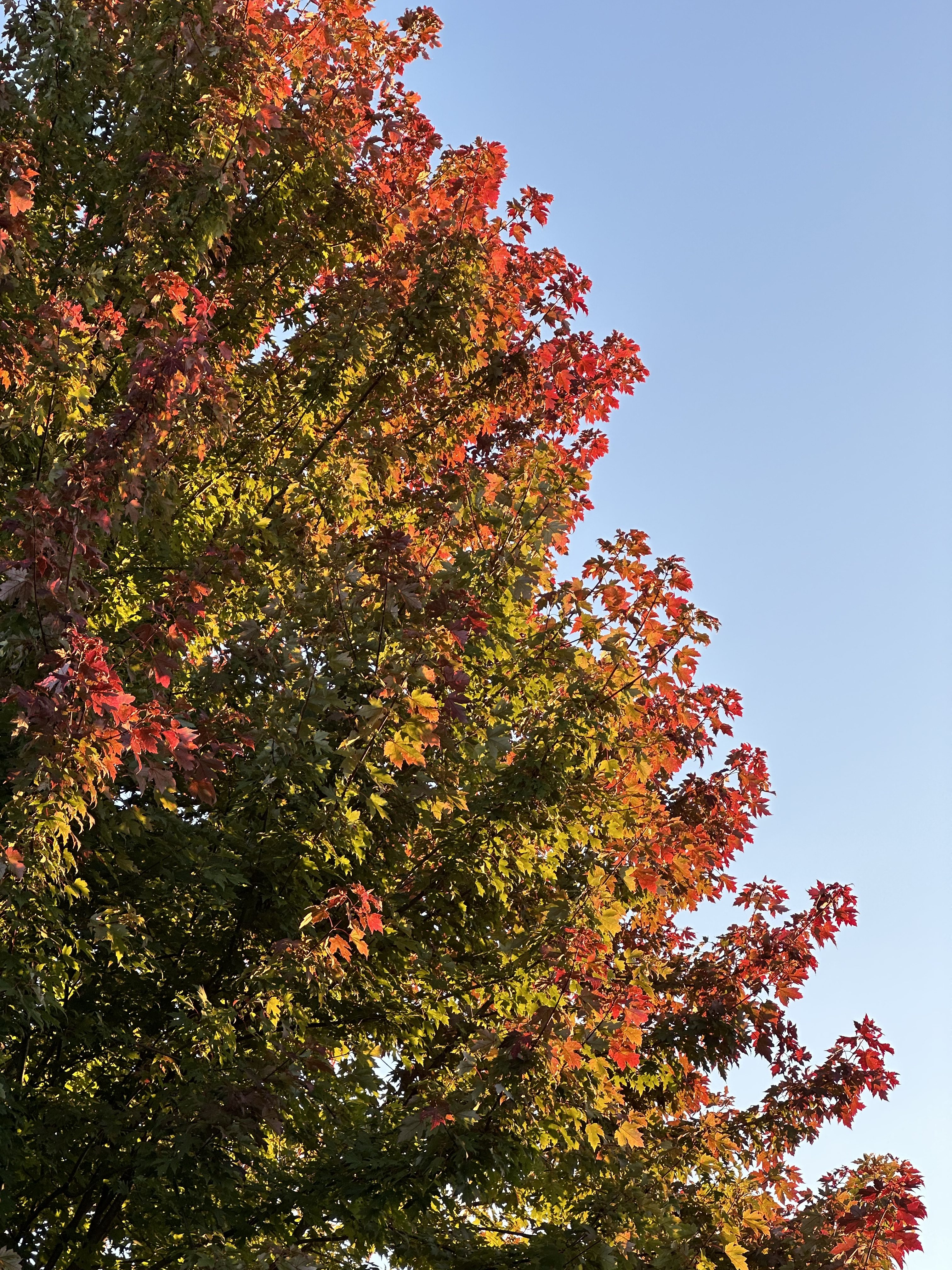 A tree with green and orange leaves, taken with an iPhone 14 Pro Max.