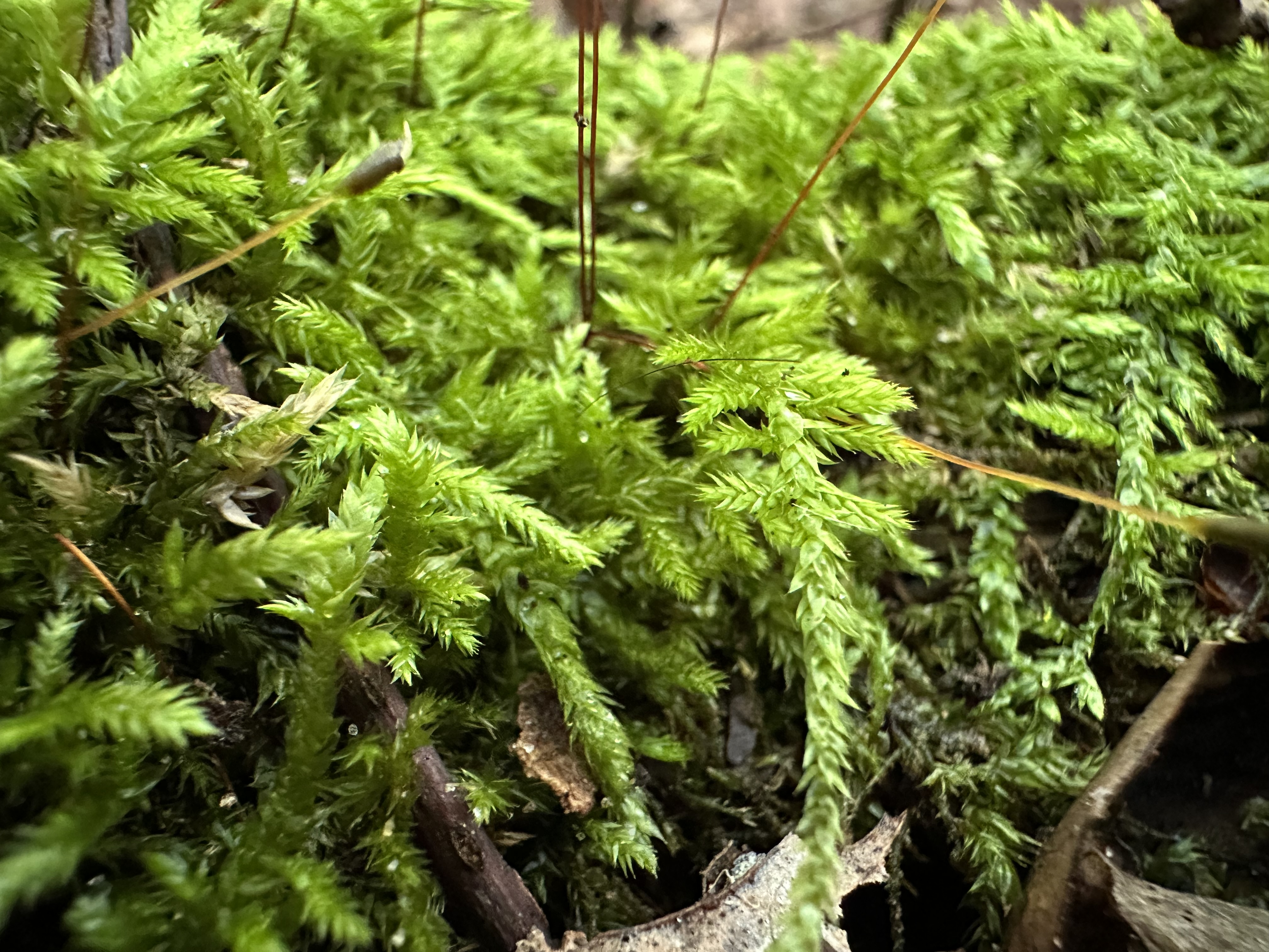 Close-up photo of moss on a tree, taken with the iPhone 14 Pro Max's macro camera.