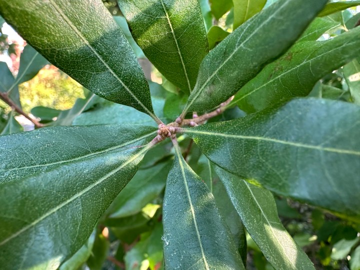 Foto macro di foglie verdi, scattata con iPhone 14 Pro.